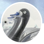 whichllm：根据你的硬件自动推荐最佳本地AI模型的开源工具 - 枫选-枫选